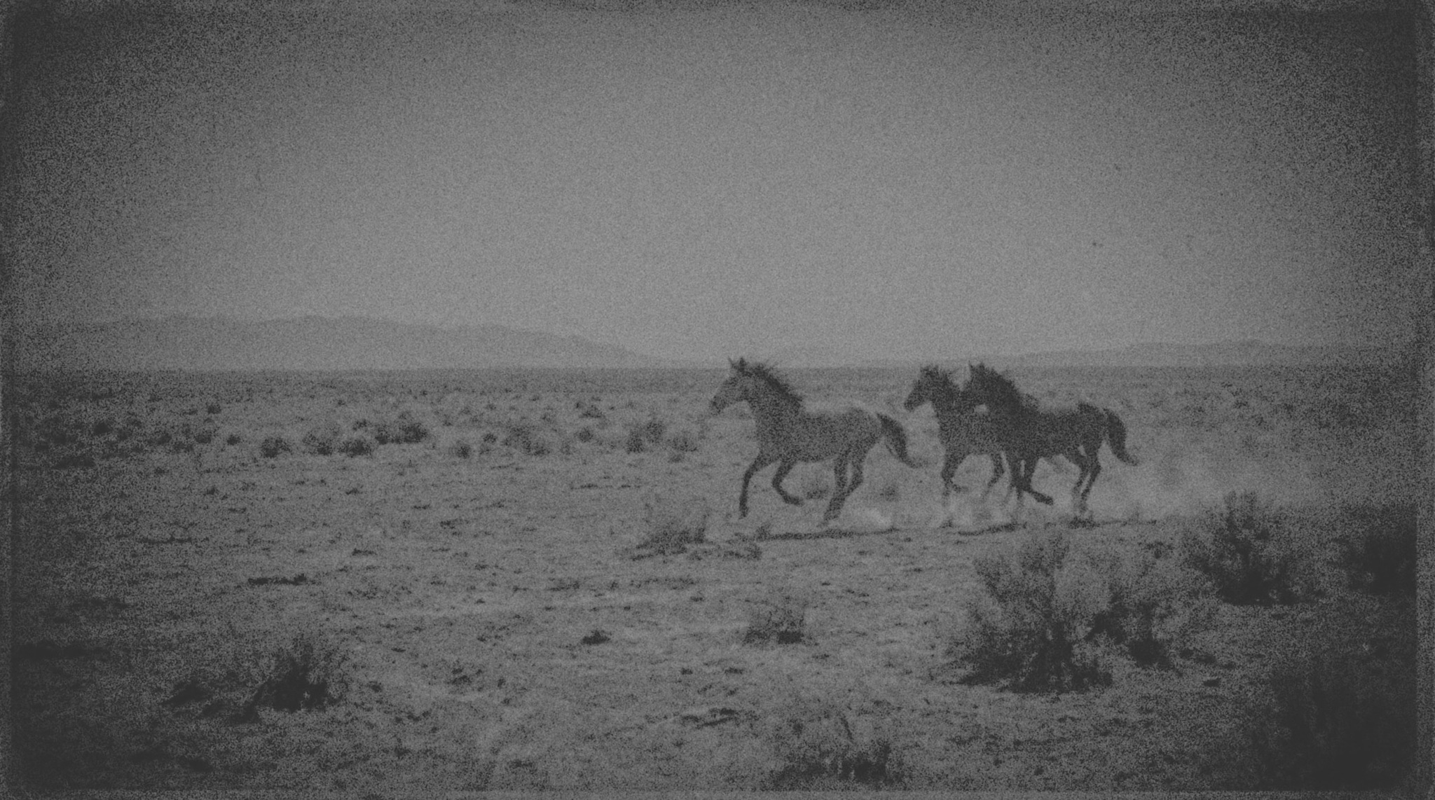Wild horses racing through the desert
