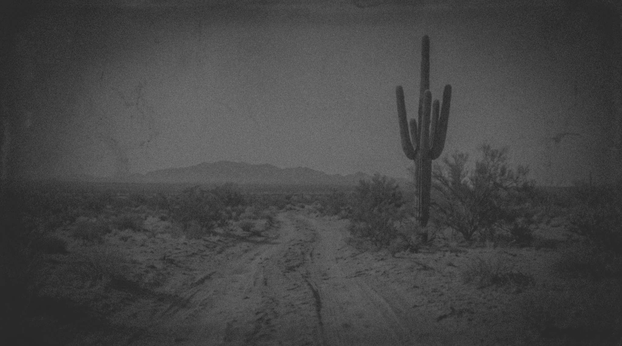 Lonely cactus beside a winding desert track