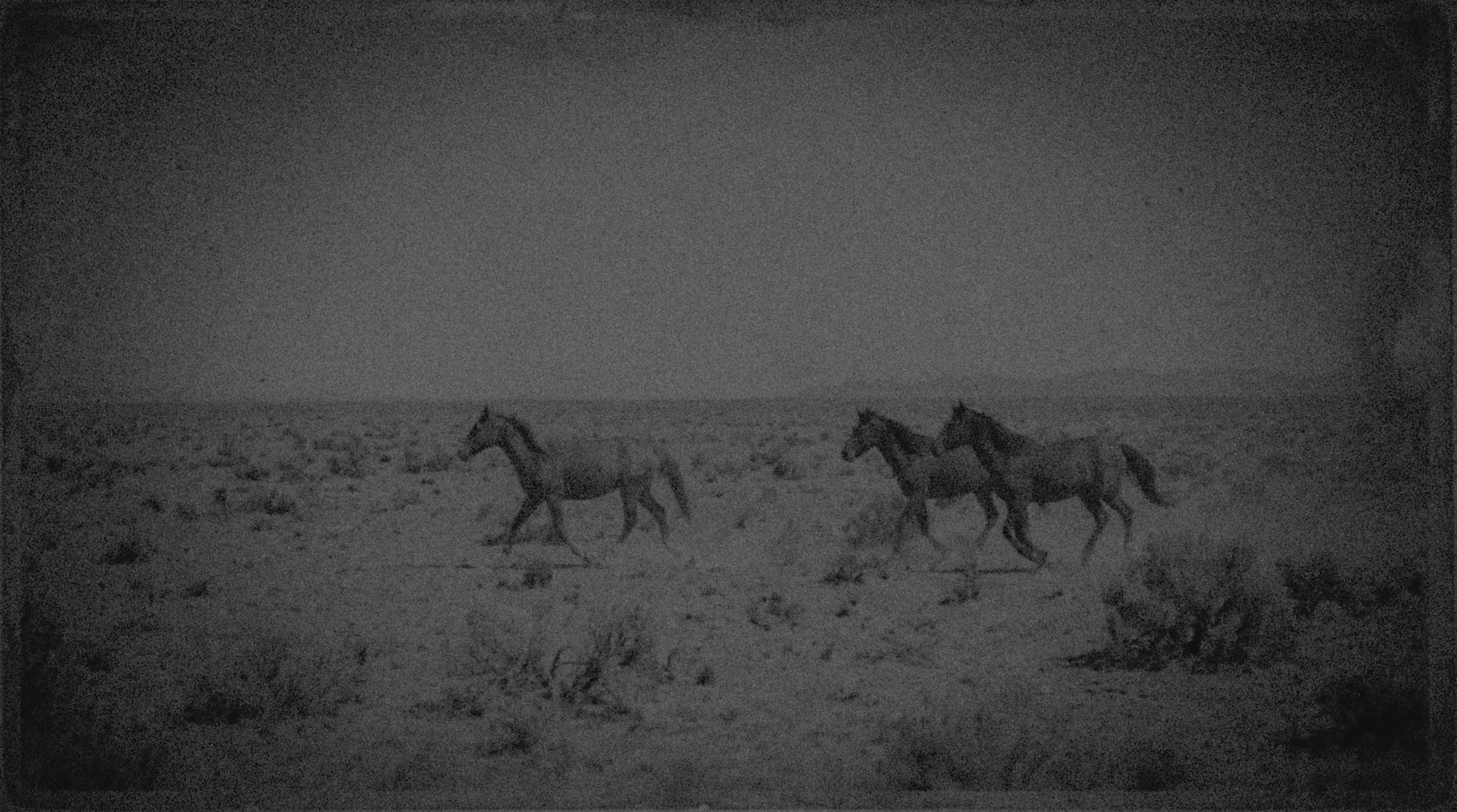 Desert horses in faded film