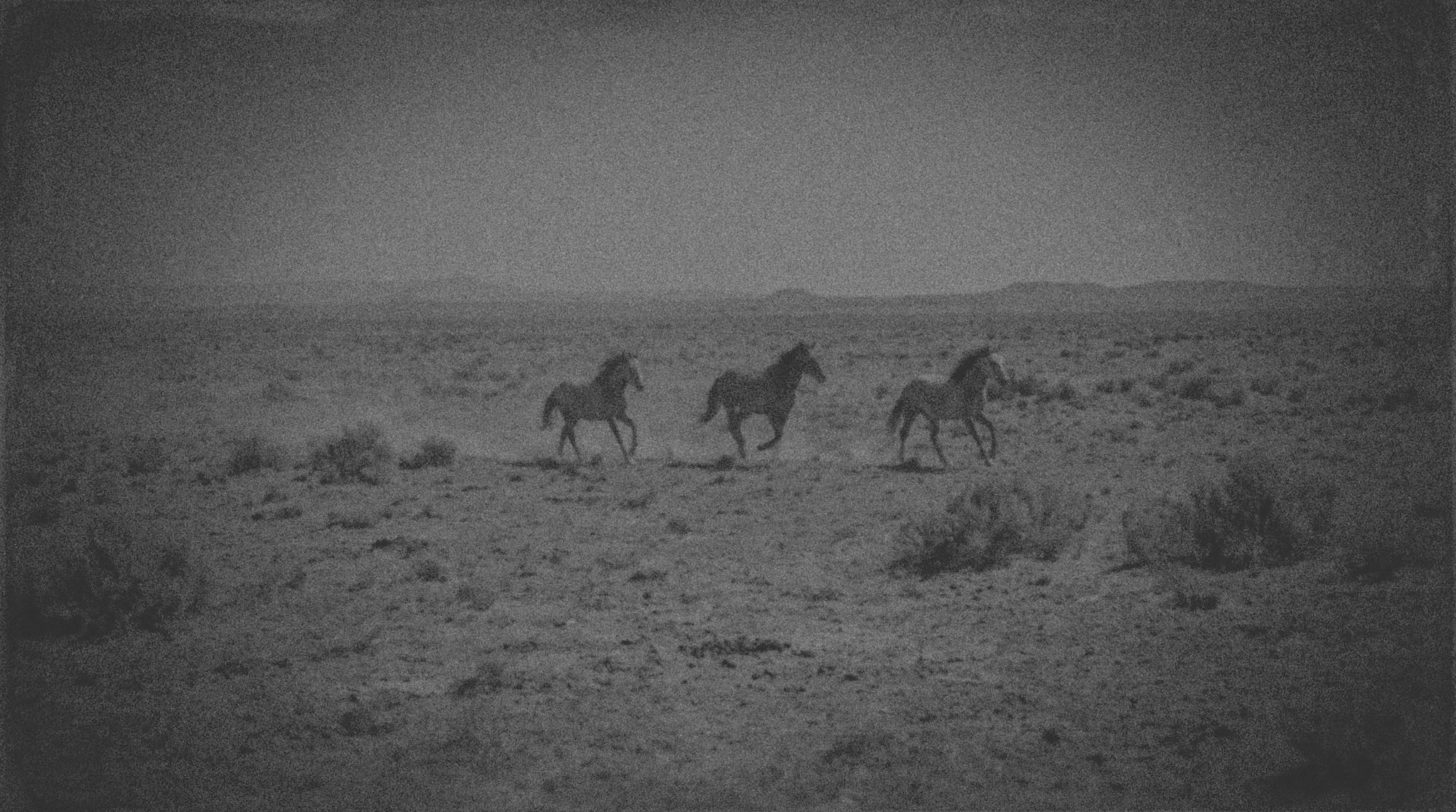 Galloping horses in grainy monochrome